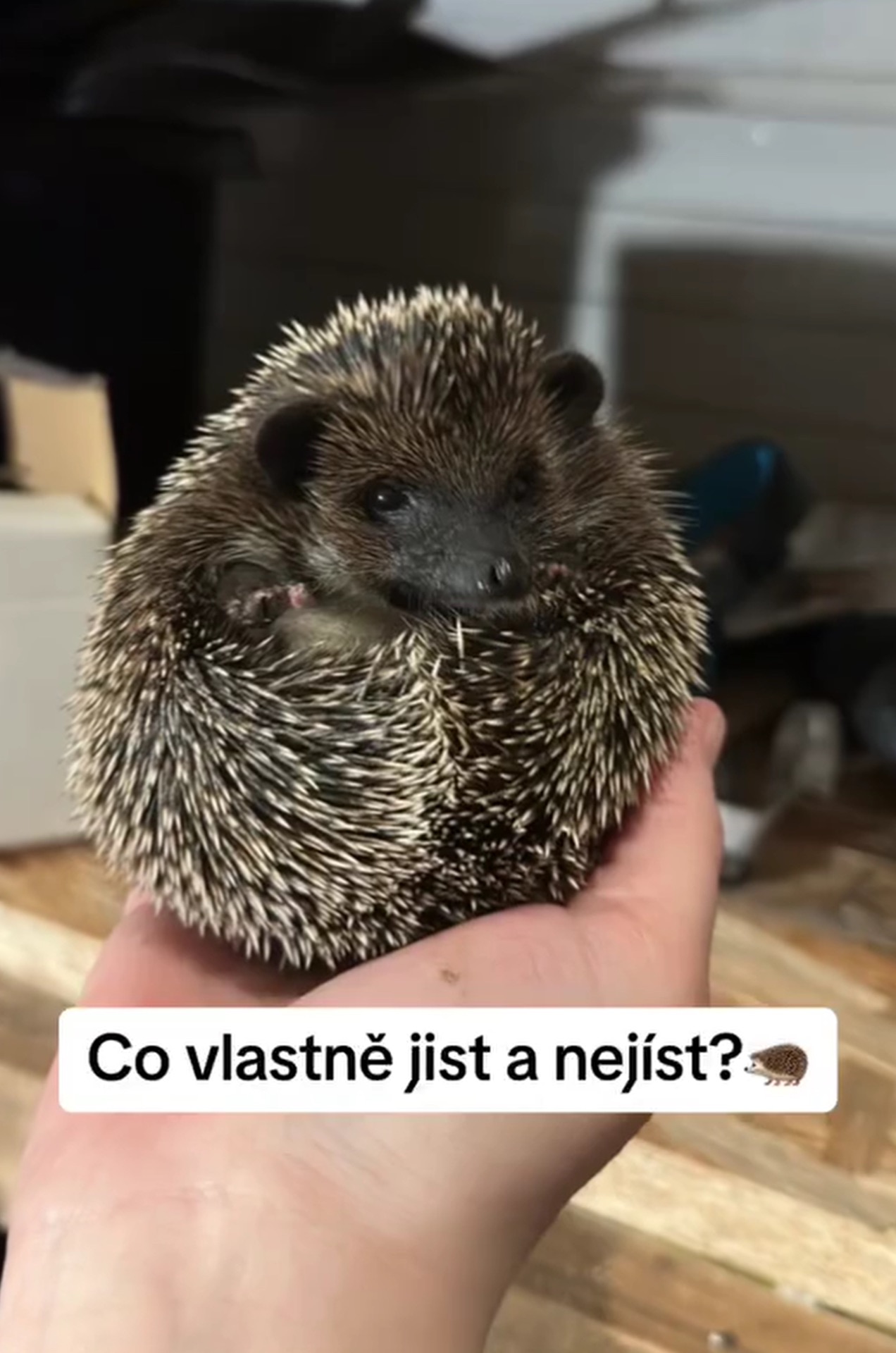 Odkaz na video o krmení